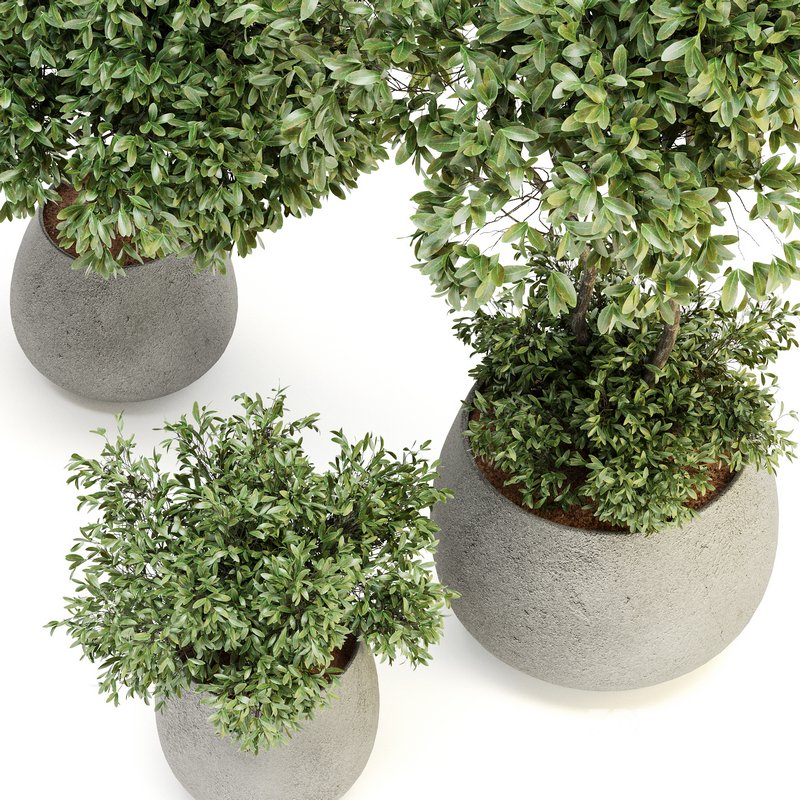 Indoor Plant Set 07 Image 4