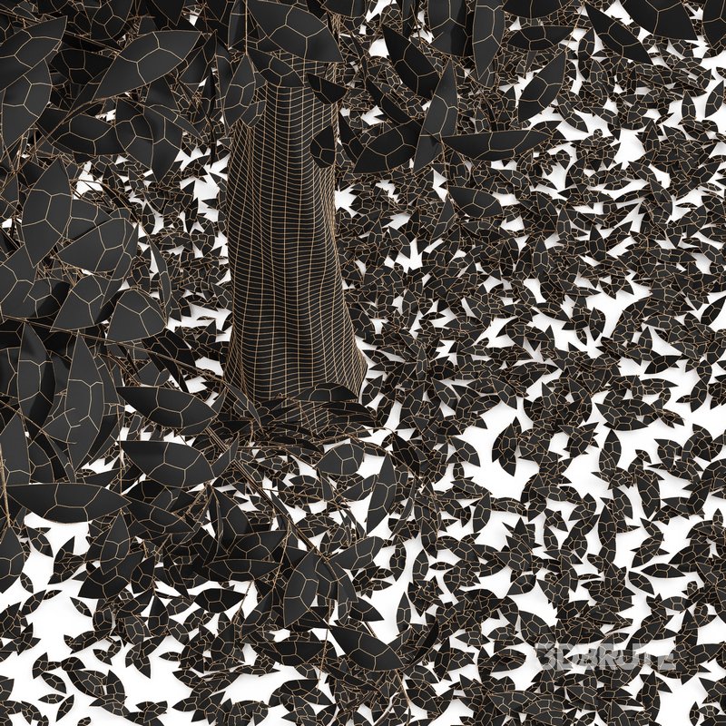 Real Tree Quercus Serrata Fall Image 2