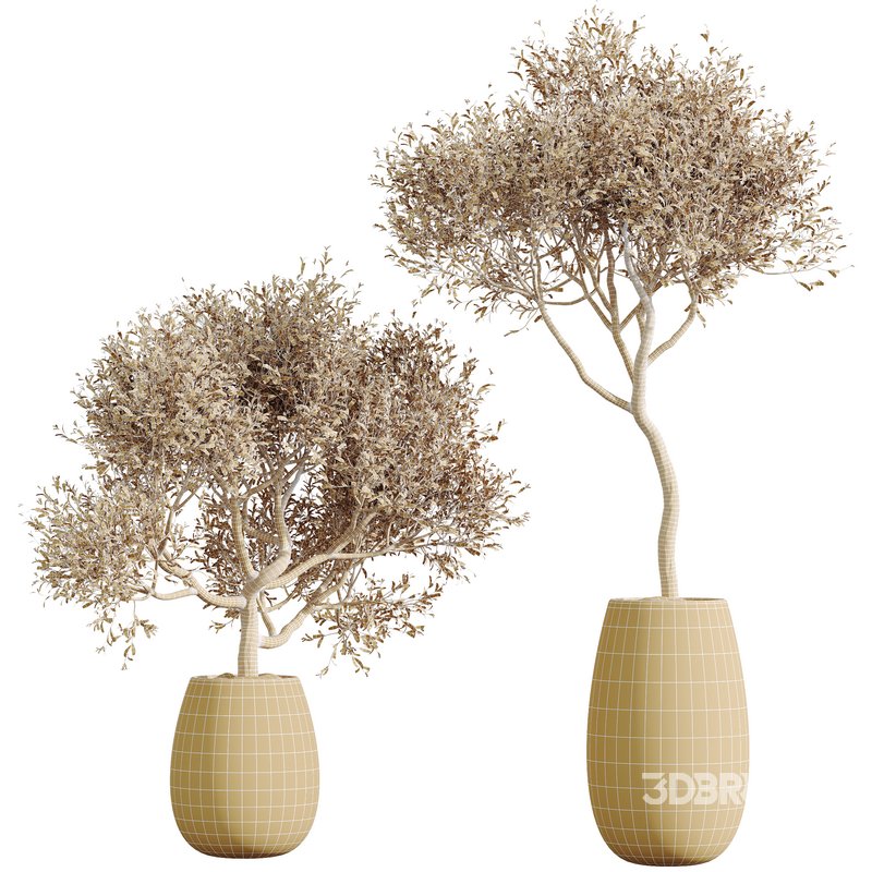 HQ HousePlants Mission Kalamata Leccino Arbequina Wilsonii Chemlali Olive Set48 Image 2