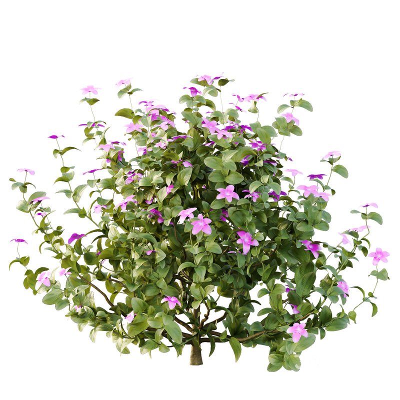 Tibouchina Semidecandra Bush 04 Image 3