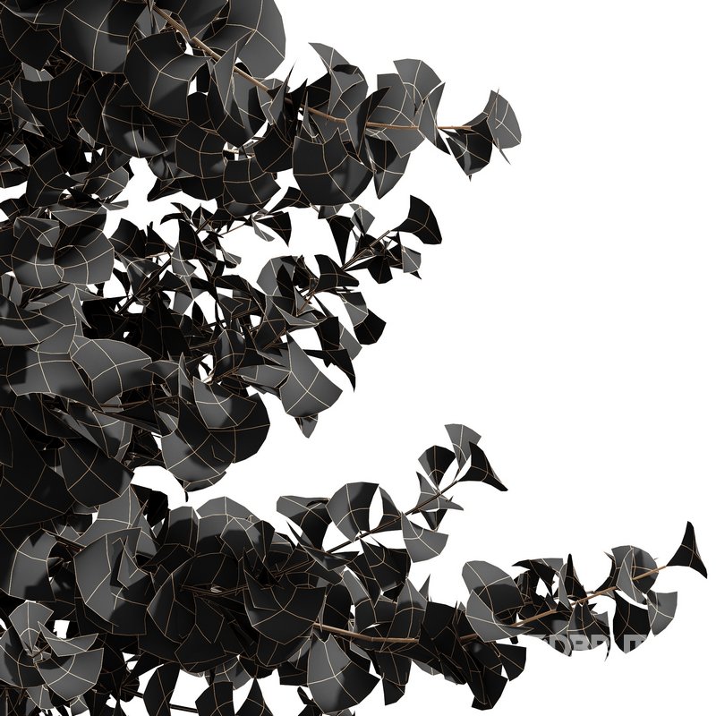 Real Tree Maidenhair Ginkgo Biloba Spring Summer Image 3