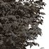 Real tree ulmus changii - Thumbnail 2