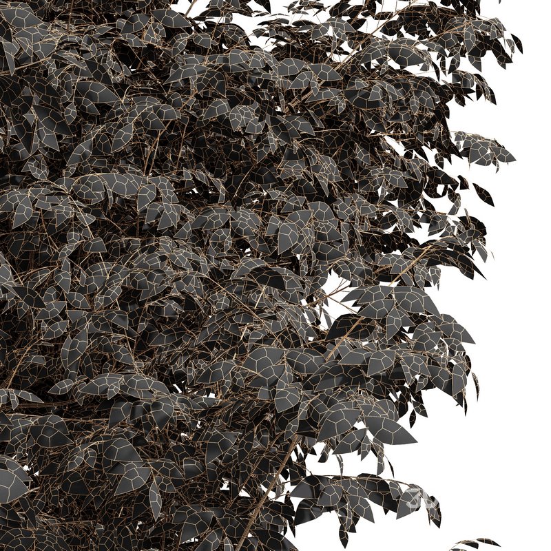 Real tree ulmus changii Image 2