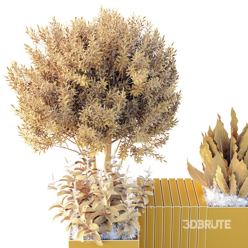 HQ Outdoor Plants Wilsonii Chemlali Olive Bench Set011 Image 2