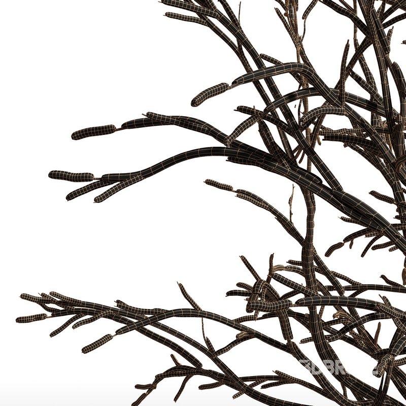 Real Tree Ulmus changii Winter Image 2