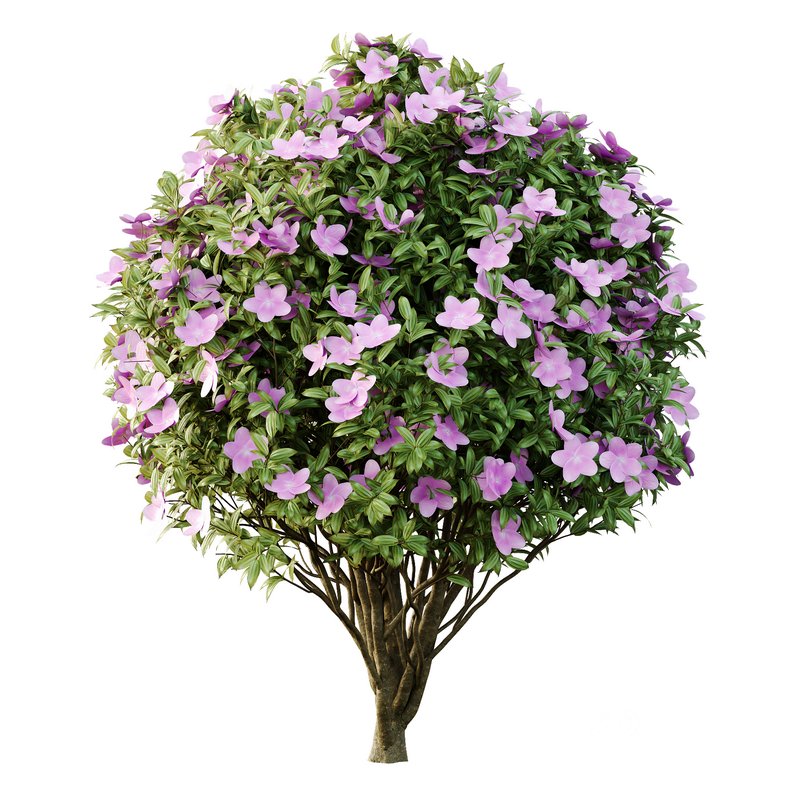 Tibouchina Semidecandra Bush 01 Image 4