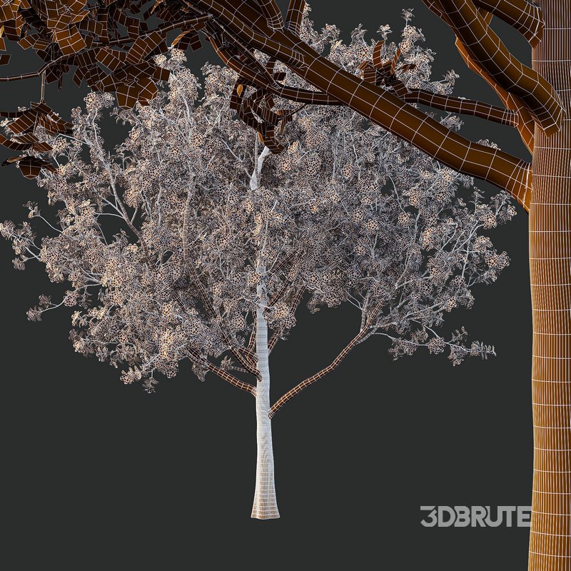 Tibouchina Semidecandra Tree04 Image 4