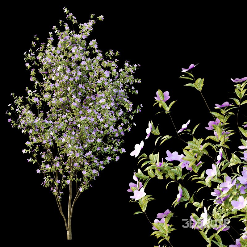 Tibouchina Semidecandra Tree01 Image 3