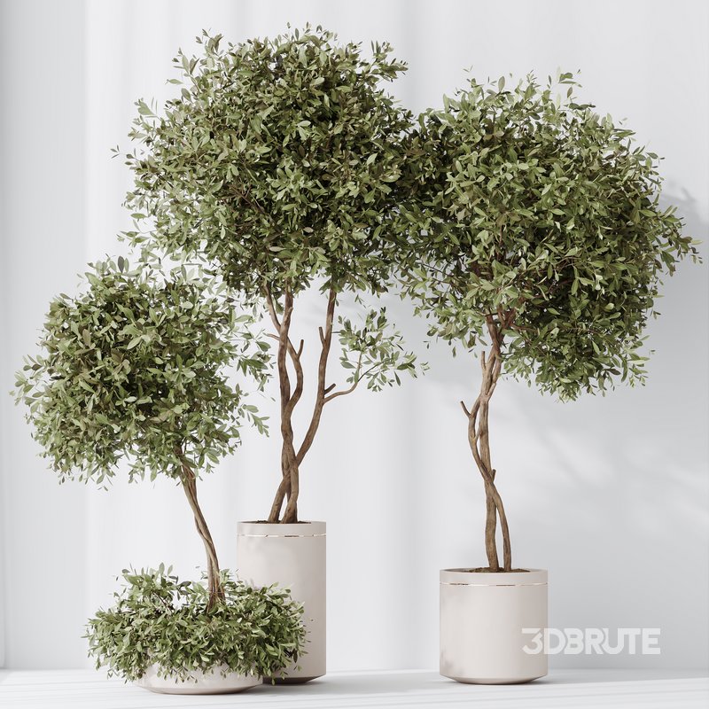 Indoor plants set 118 Bonsai Pinus Pentaphylla Thunbergii and Olive Image 3