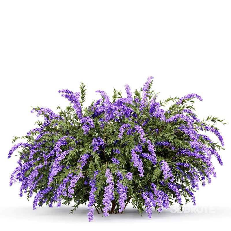 Spiraea cinerea 3 Material Grefsheim flowering shrub Image 2