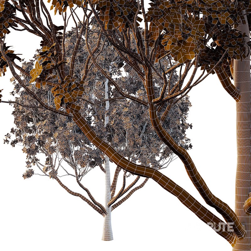 Tibouchina Semidecandra Tree10 Image 2