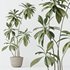 Indoor plants set 121 Dypsis Lutescens Palm and Wilsonii Chemlali Olive - Thumbnail 5