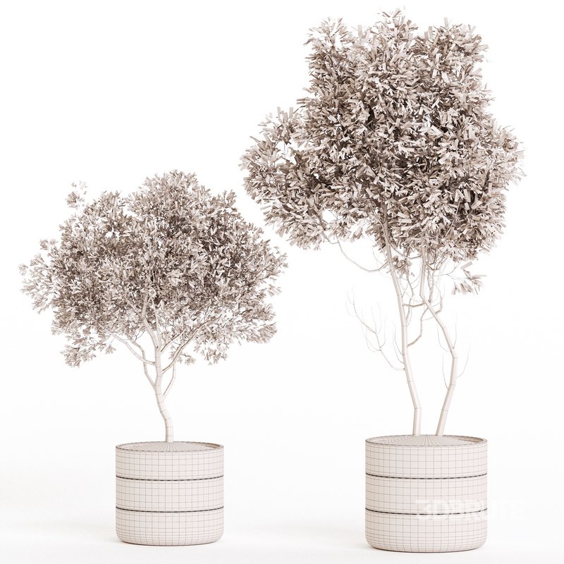 Indoor Plant Set 06 Image 6