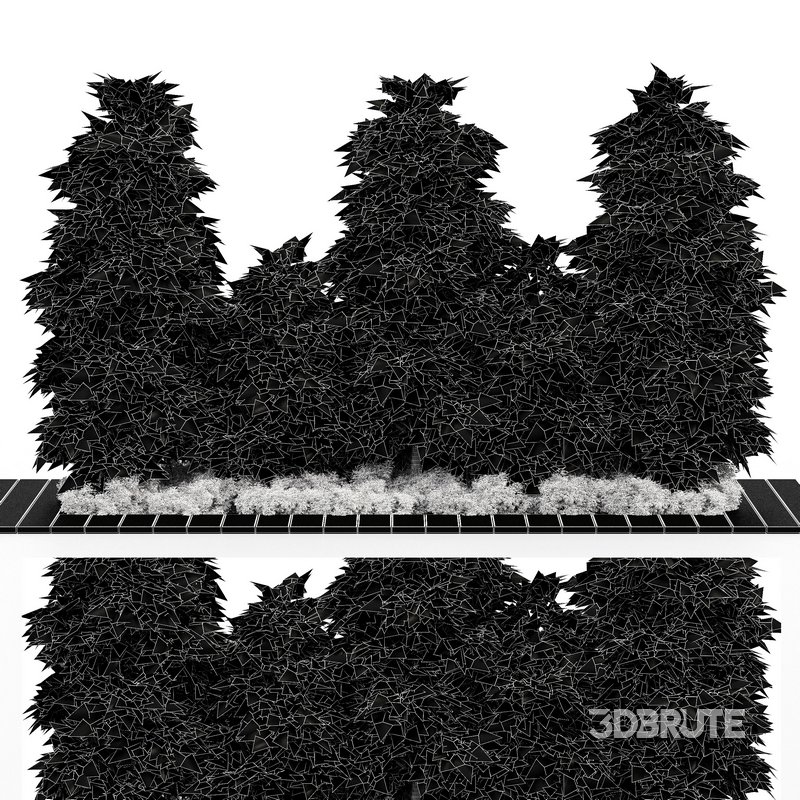 Slender Hinoki Cypress Tree Narrow Trees for Small Yards Image 3