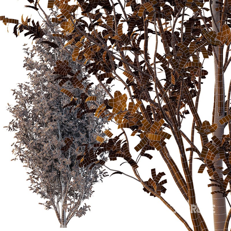 Tibouchina Semidecandra Tree07 Image 5