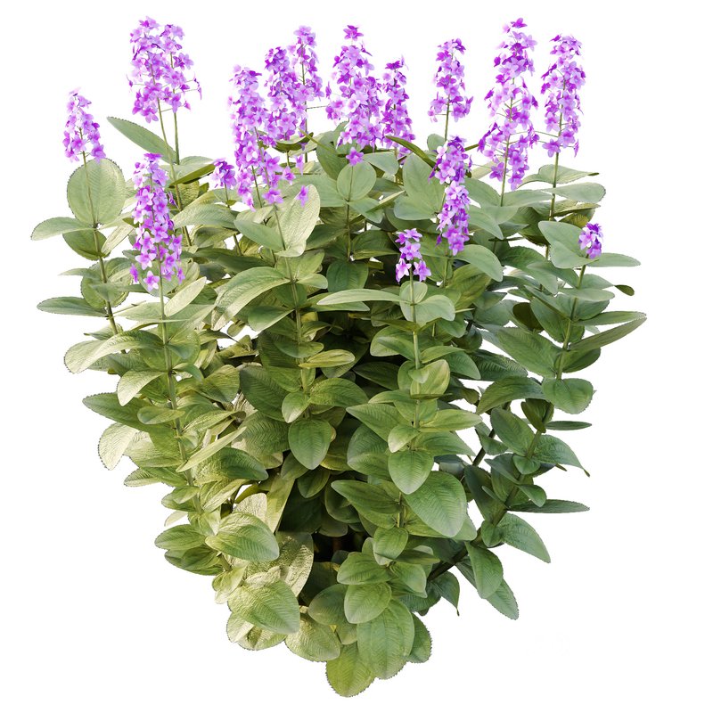 Tibouchina Semidecandra Bush 07 Image 3