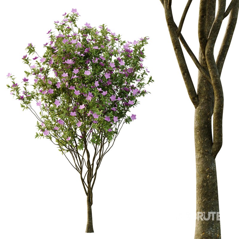 Tibouchina Semidecandra Tree06 Image 5