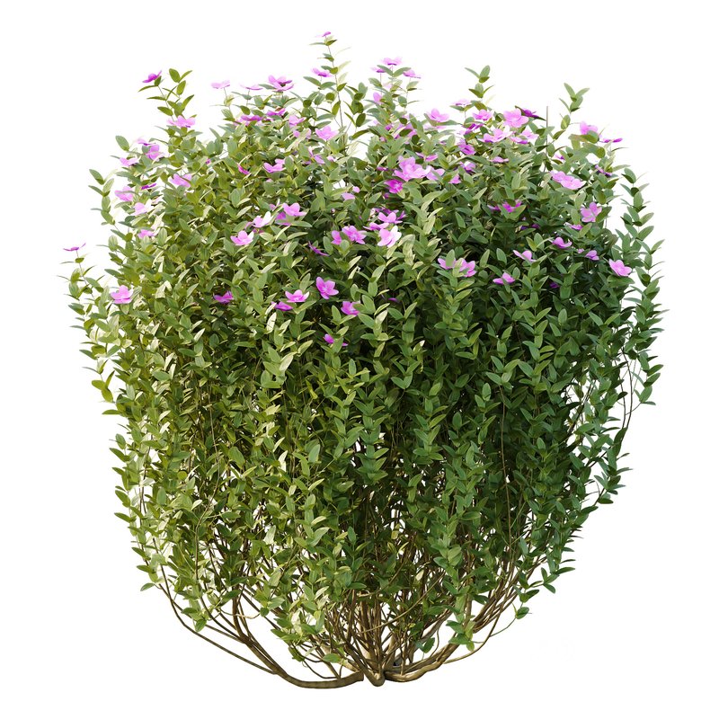 Tibouchina Semidecandra Bush 02 Image 5