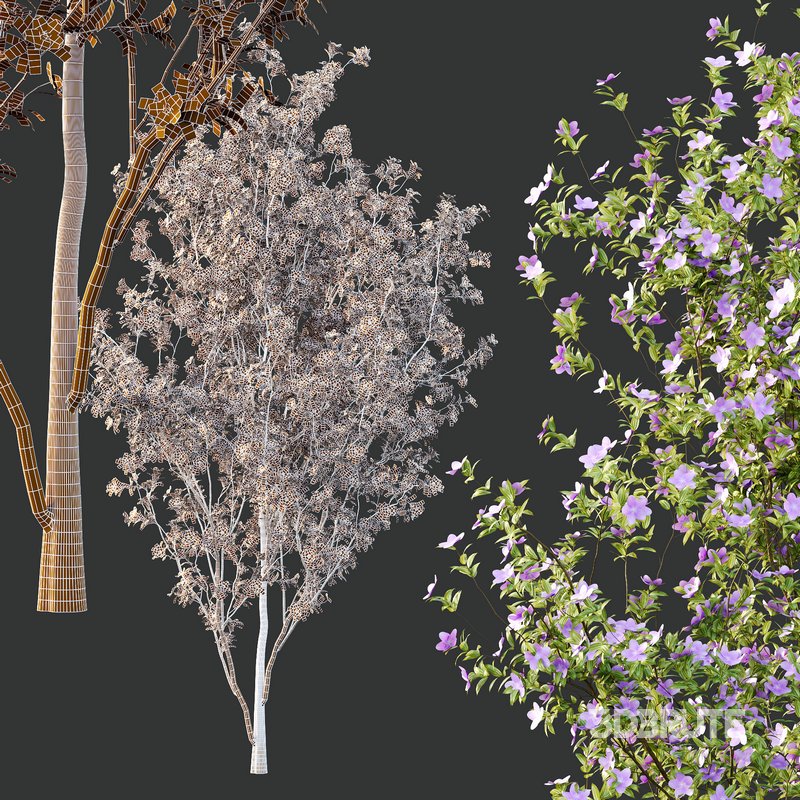 Tibouchina Semidecandra Tree01 Image 5