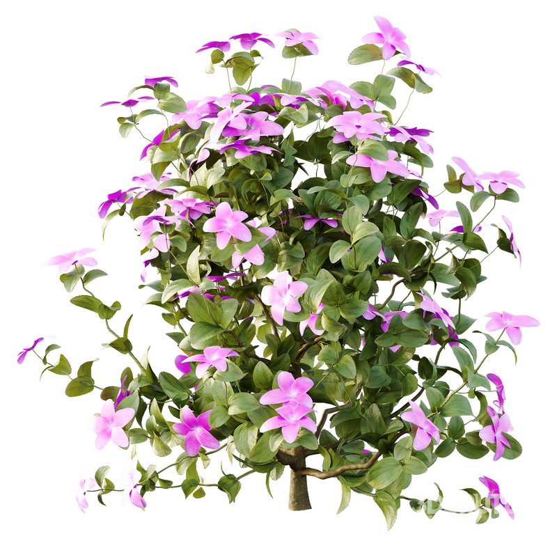 Tibouchina Semidecandra Bush 04 Image 5