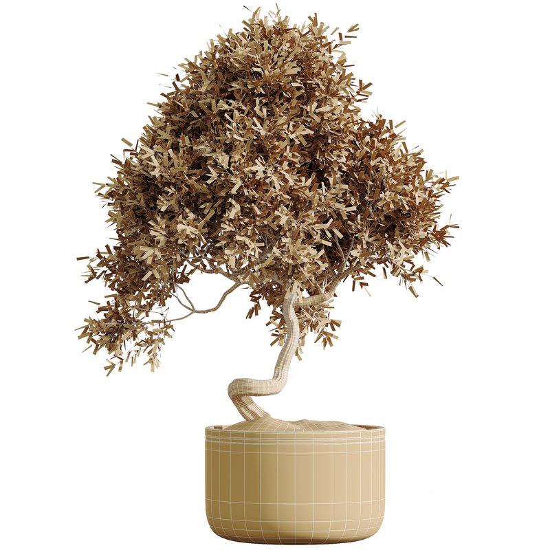 HQ HousePlants Mission Kalamata Leccino Arbequina Wilsonii Chemlali Olive Set47 Image 3