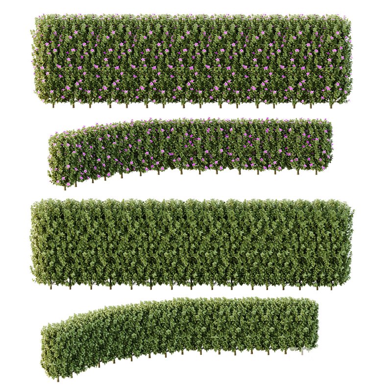 Tibouchina Semidecandra Bush 06 Image 3