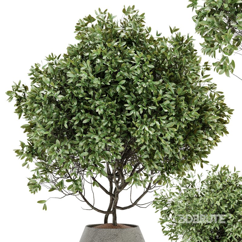 Indoor Plant Set 07 Image 5