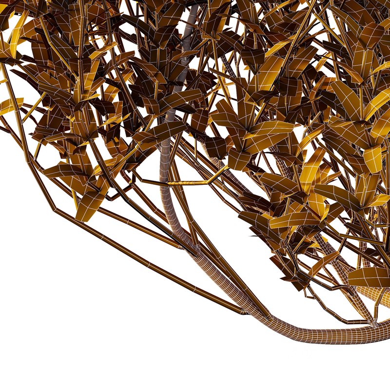 Tibouchina Semidecandra Bush 02 Image 6