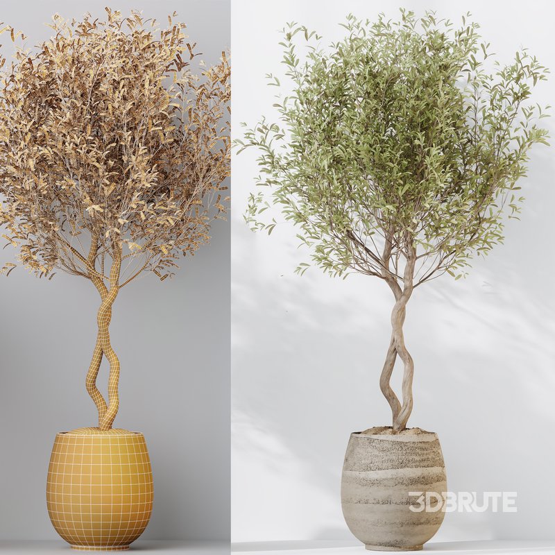 Indoor plants set 124 Mission Kalamata Leccino Arbequina Wilsonii Chemlali Olive Image 5