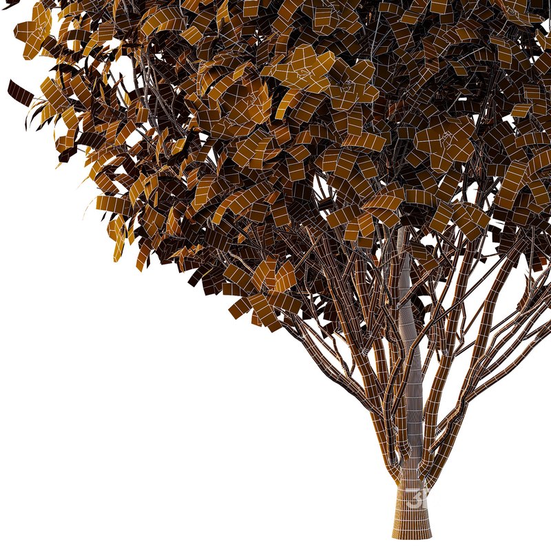 Tibouchina Semidecandra Bush 01 Image 6