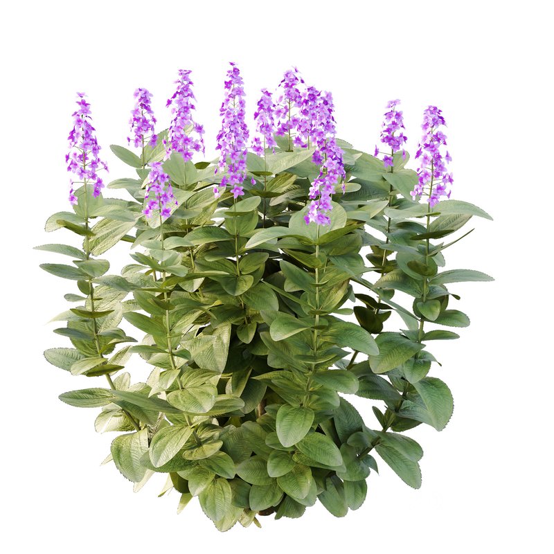 Tibouchina Semidecandra Bush 07 Image 4