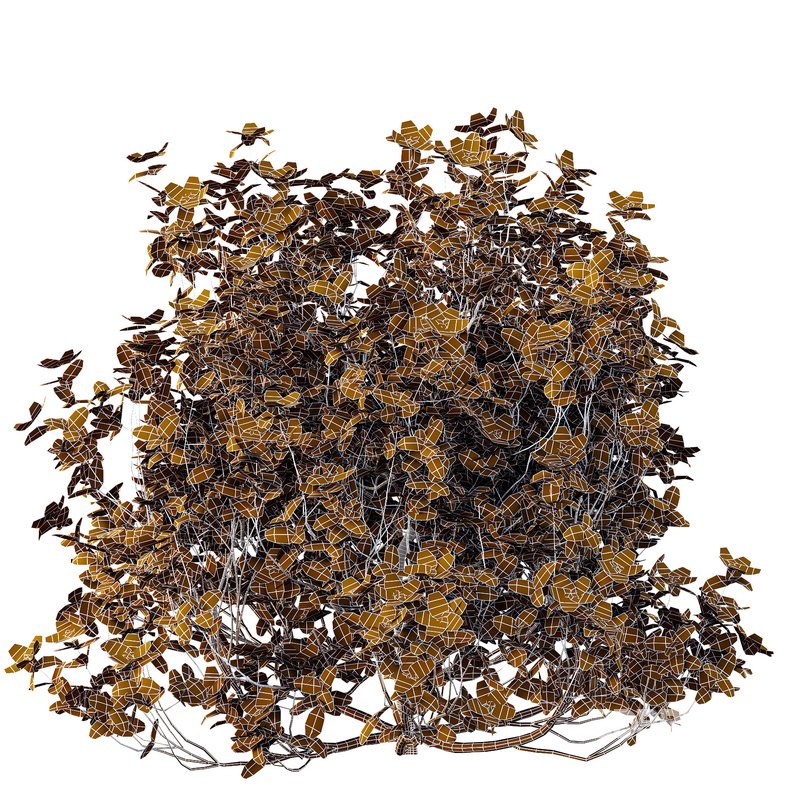 Tibouchina Semidecandra Bush 03 Image 4