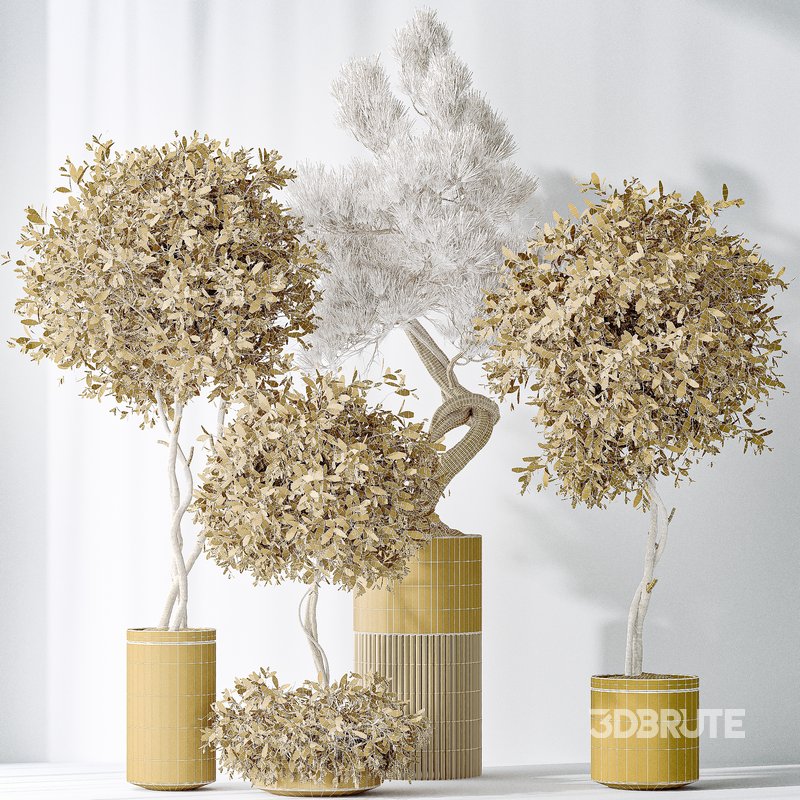 Indoor plants set 118 Bonsai Pinus Pentaphylla Thunbergii and Olive Image 5