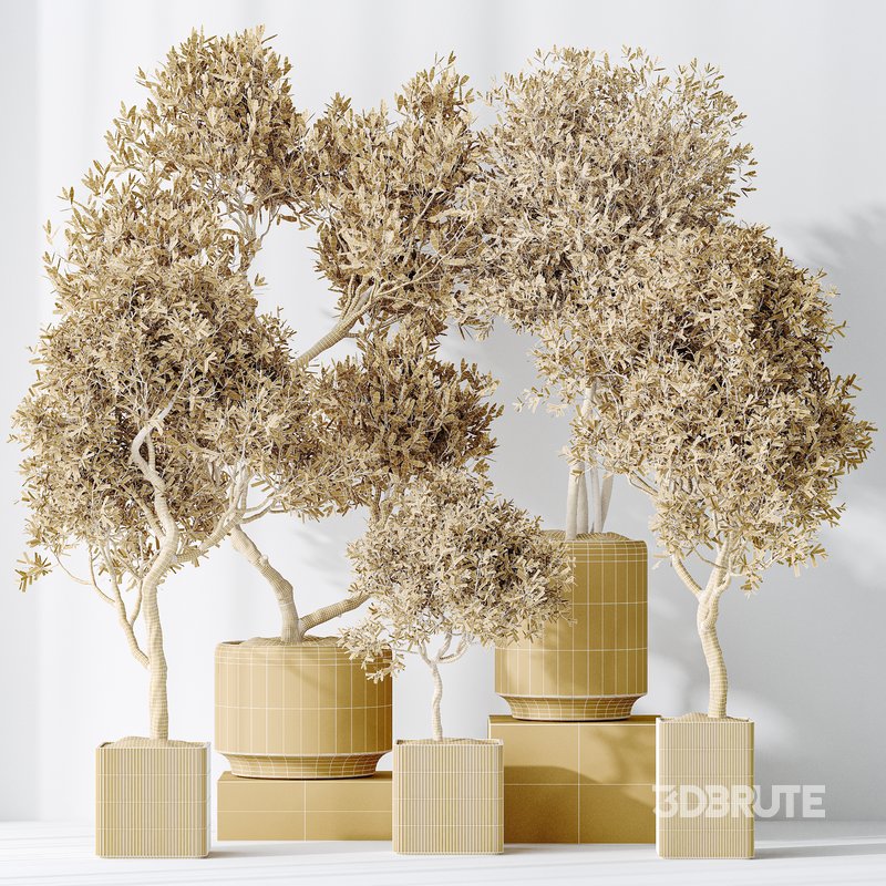 Indoor plants set 119 Olive Artificial Olivo Olea Tree and Mission Kalamata Wilsonii Chemlali Olive Image 6