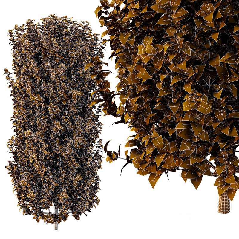 Tibouchina Semidecandra Bush 06 Image 5