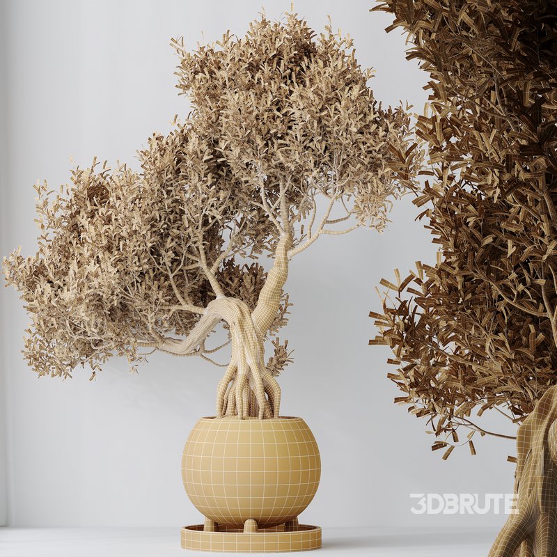 Indoor plants set 123 Ficus Retusa Microcarpa Bonsai Ginseng Image 6