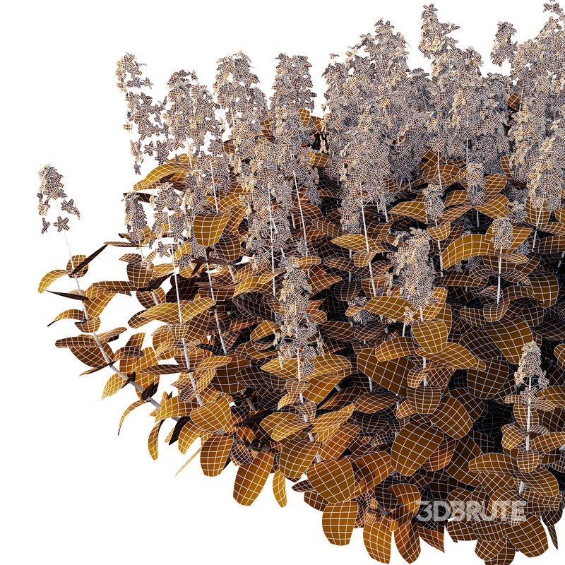 Tibouchina Semidecandra Bush 07 Image 6