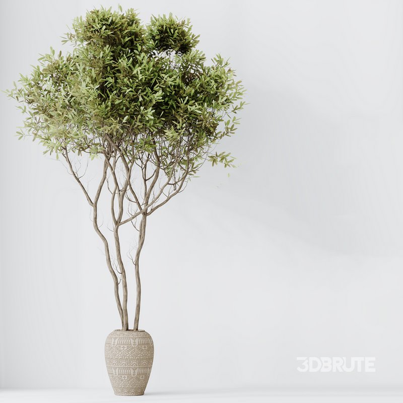 Indoor plants set 121 Dypsis Lutescens Palm and Wilsonii Chemlali Olive Image 6