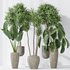 Indoor plants set 120 Cunjevoi Alocasia Jardin Brisbanensis and Mission Kalamata Olive - Thumbnail 7