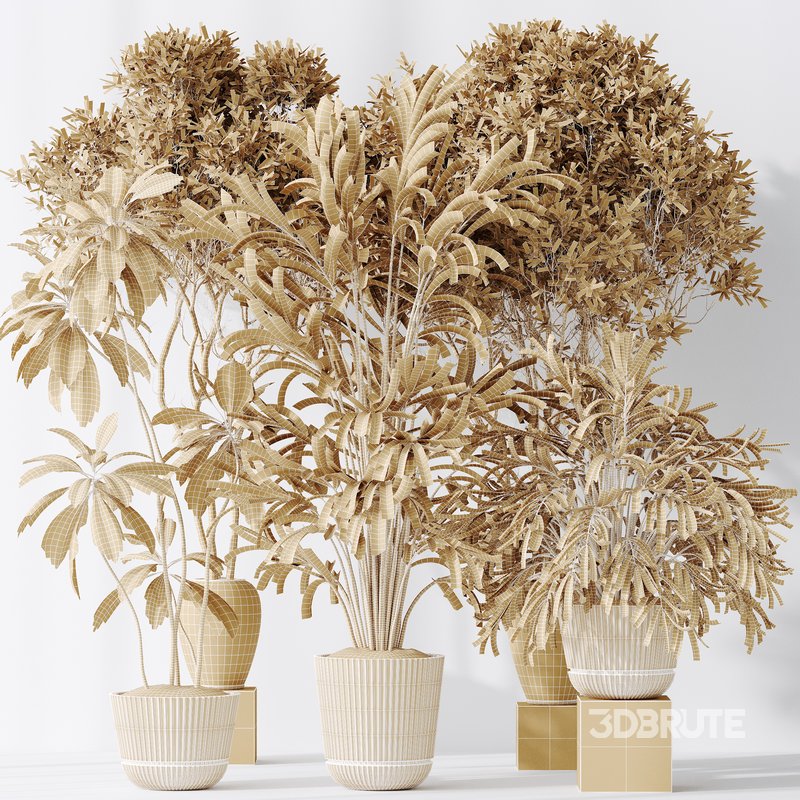 Indoor plants set 121 Dypsis Lutescens Palm and Wilsonii Chemlali Olive Image 8