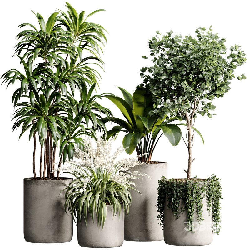 Indoor Plant 23 Image 1