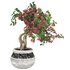 pot of bougainvillea tree - Thumbnail 1