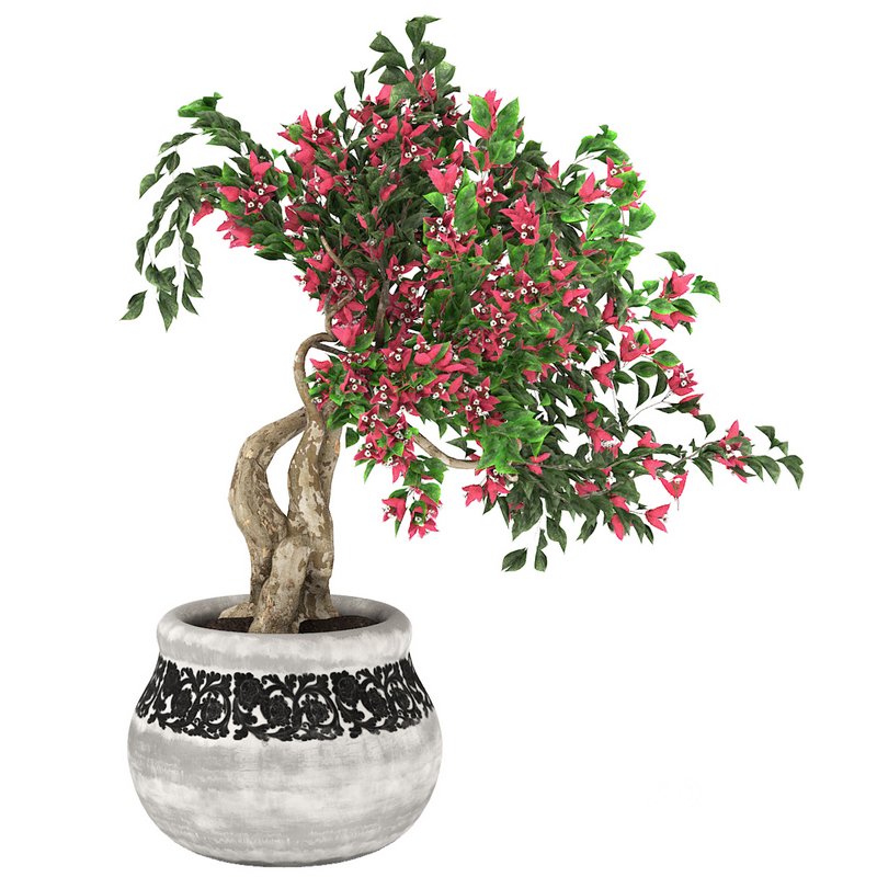 pot of bougainvillea tree Image 1