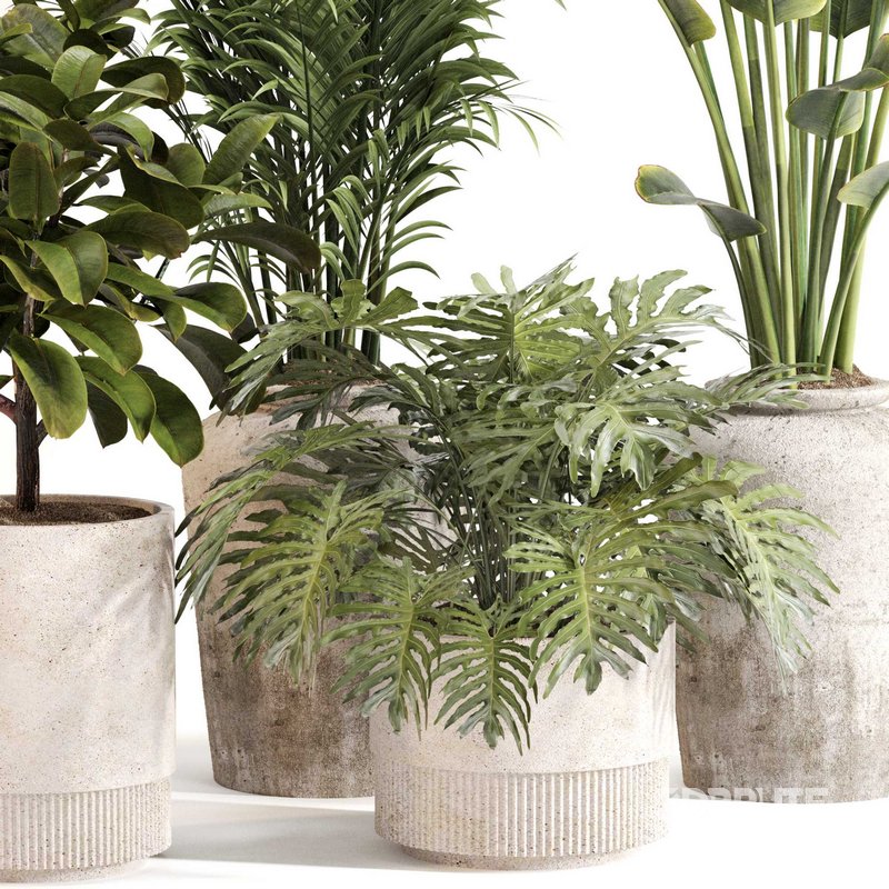 Indoor Plant Set 0111 Image 5