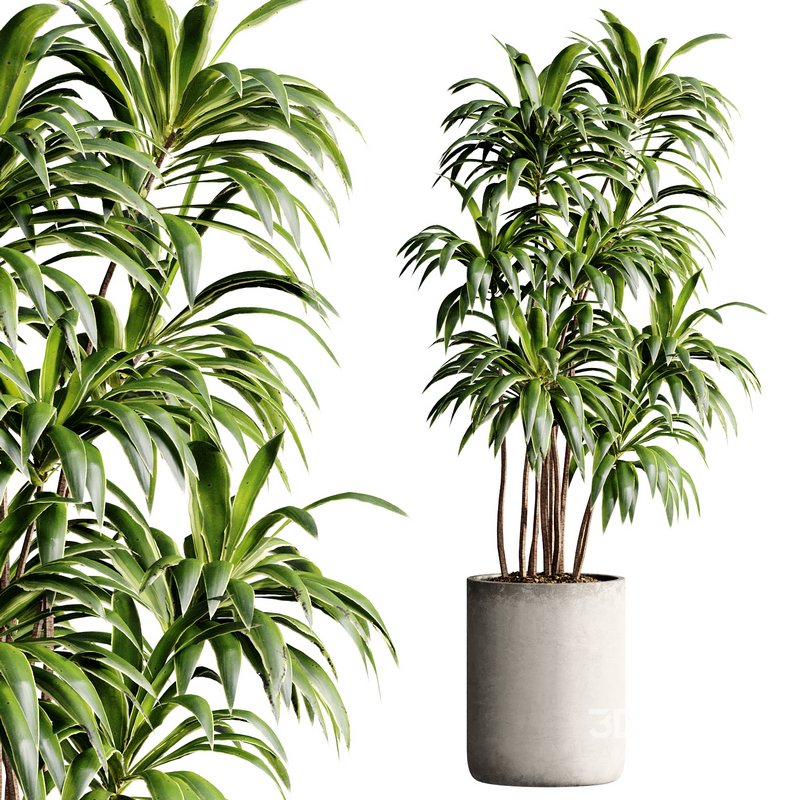 Indoor Plant 23 Image 4