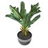 tropical indoor plant tree - Thumbnail 1