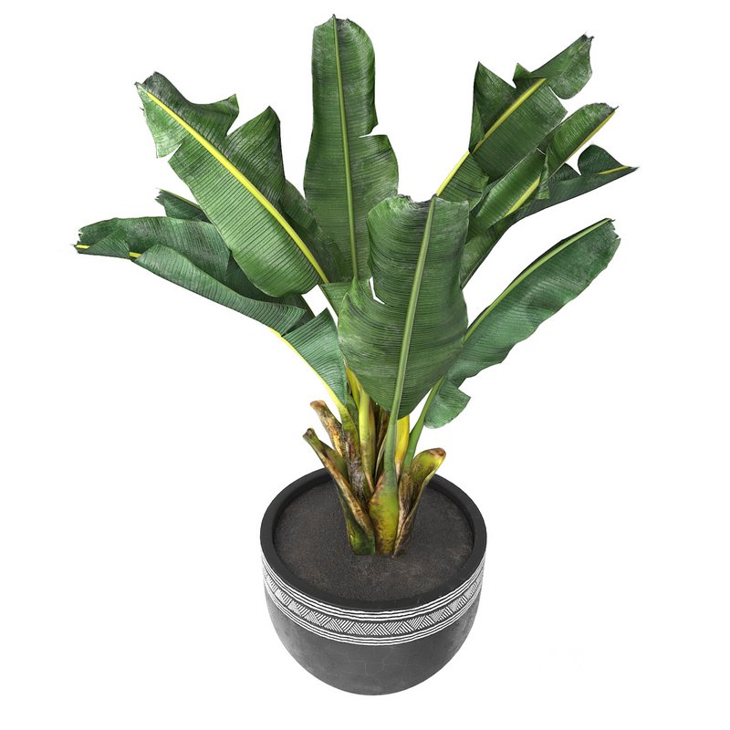 tropical indoor plant tree Image 1