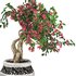 pot of bougainvillea tree - Thumbnail 2