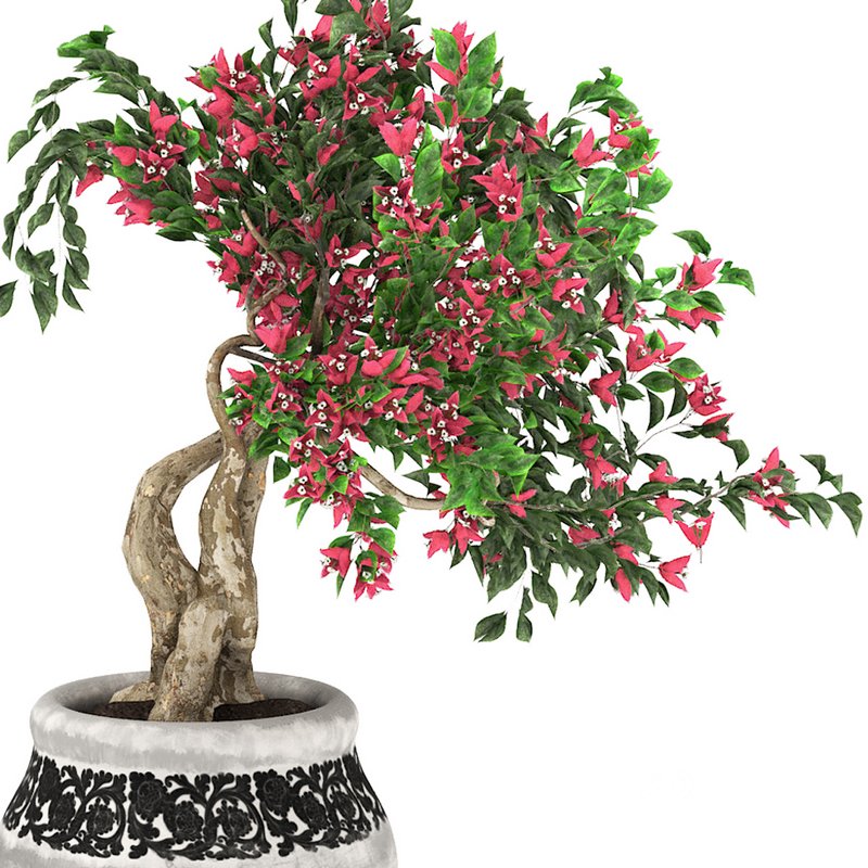 pot of bougainvillea tree Image 2