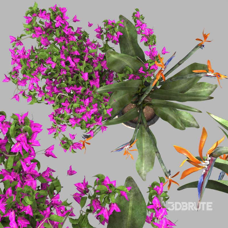 Bird of paradise flower and bougainvillea tree Image 2